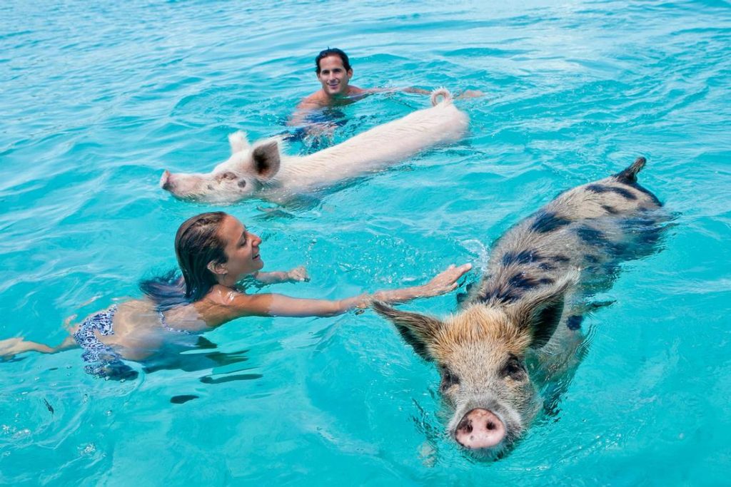 Exuma All Inclusive Resort - Island Routes Swimming with Pigs